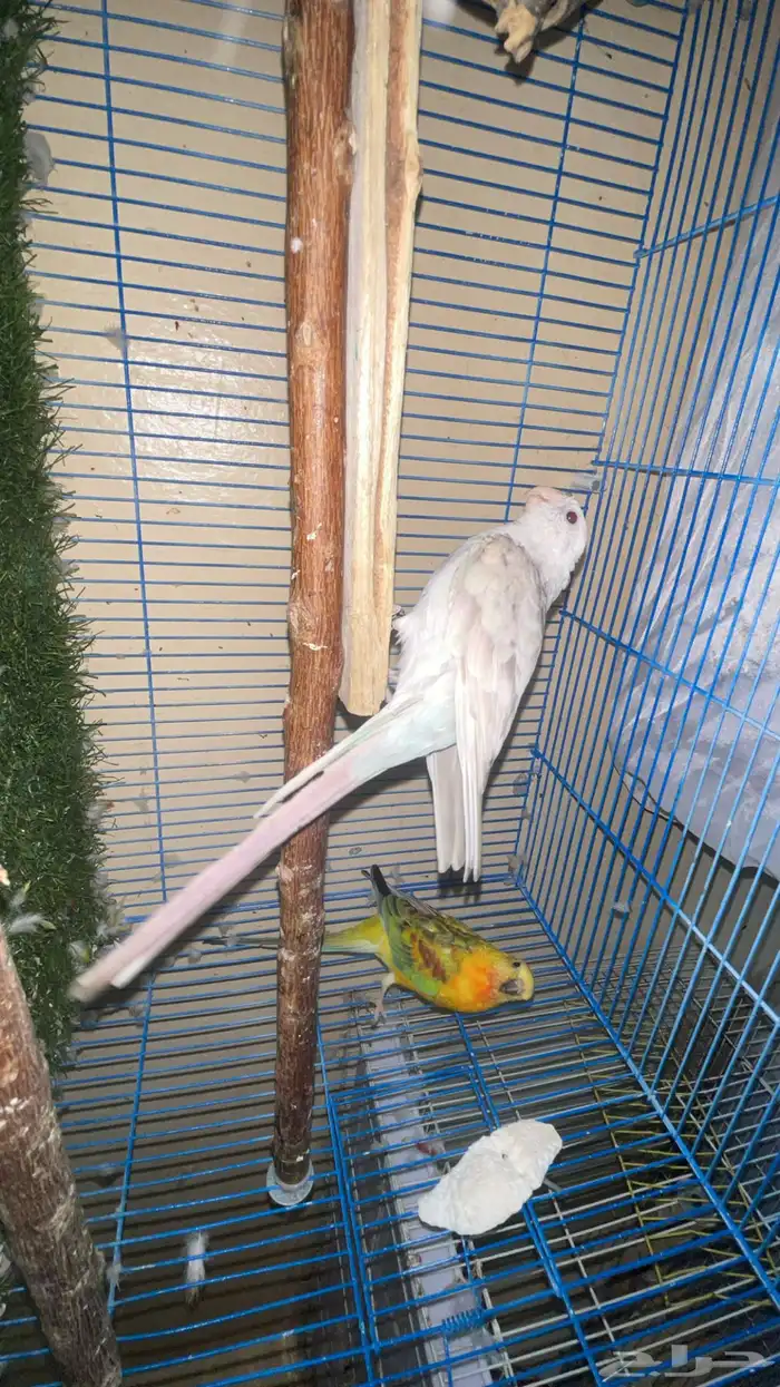 مجموعه طيور زينه 11