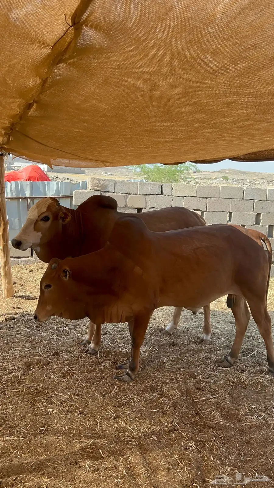 عجول بلدية مغلقة 1