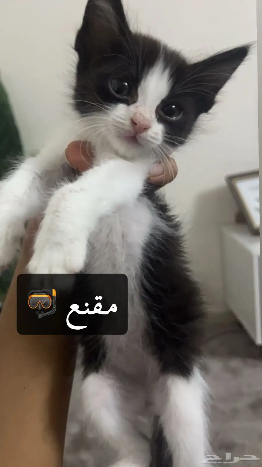 قطط كاتن للتبني اليفن جدا 11