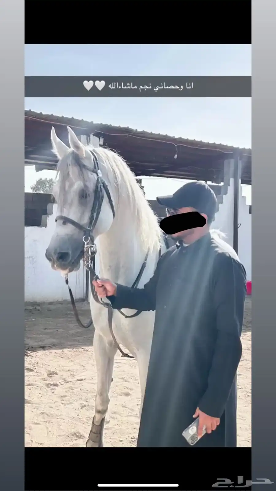 حصان عربي شعبي 6