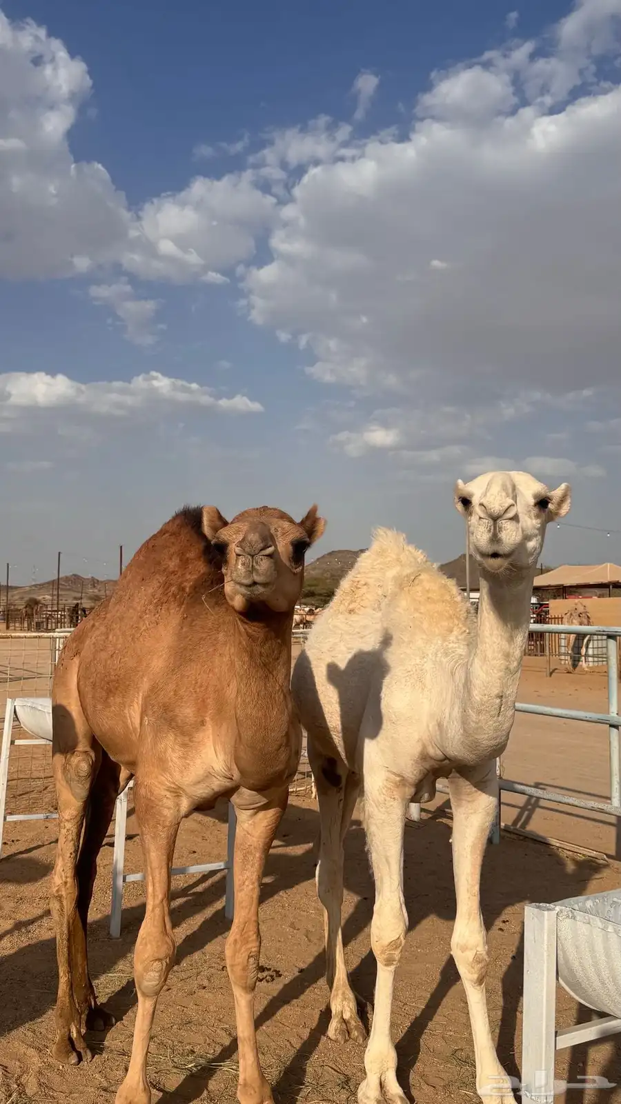 قعدان وبكار 1