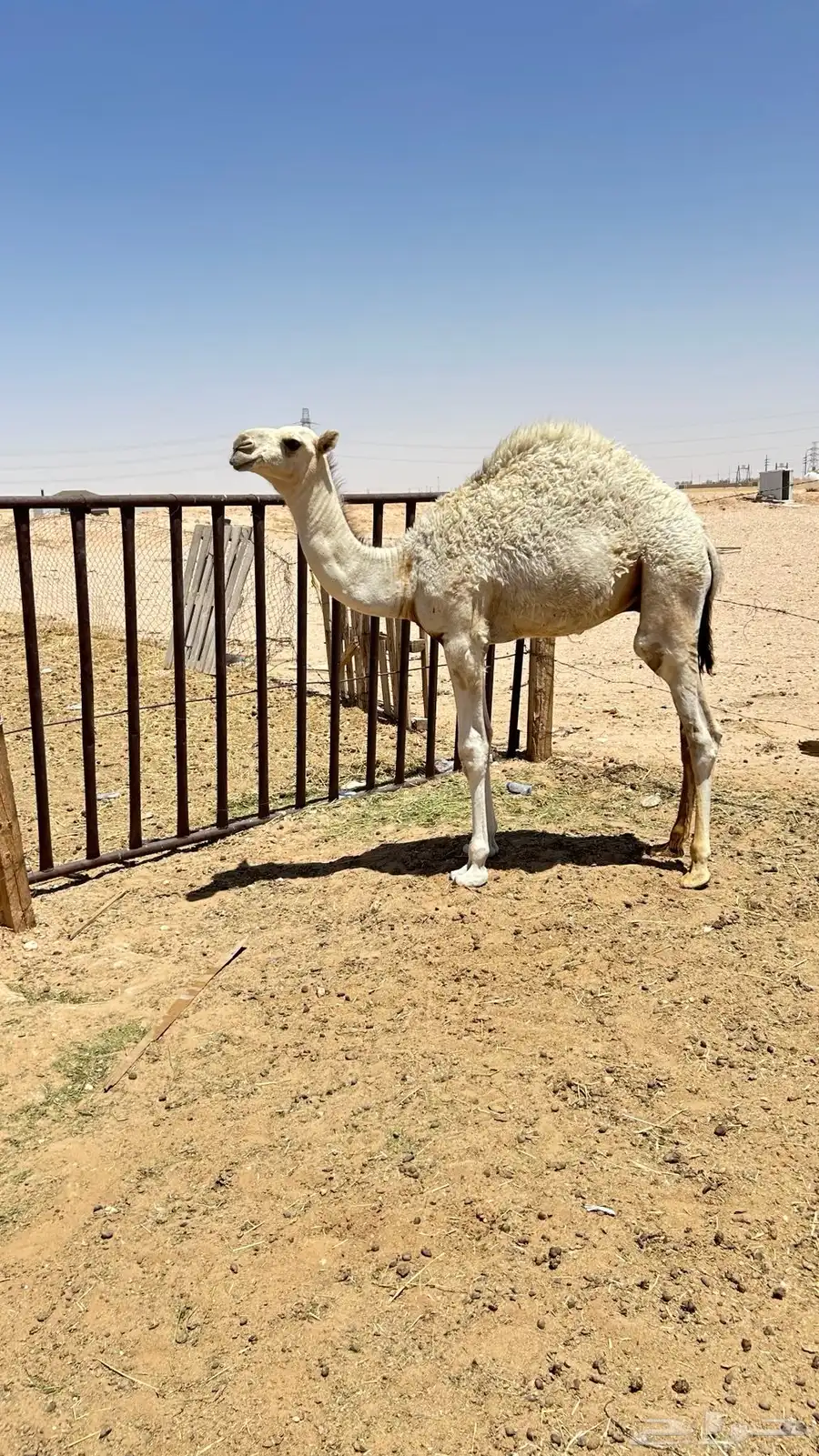عشره تحتة قعود 6