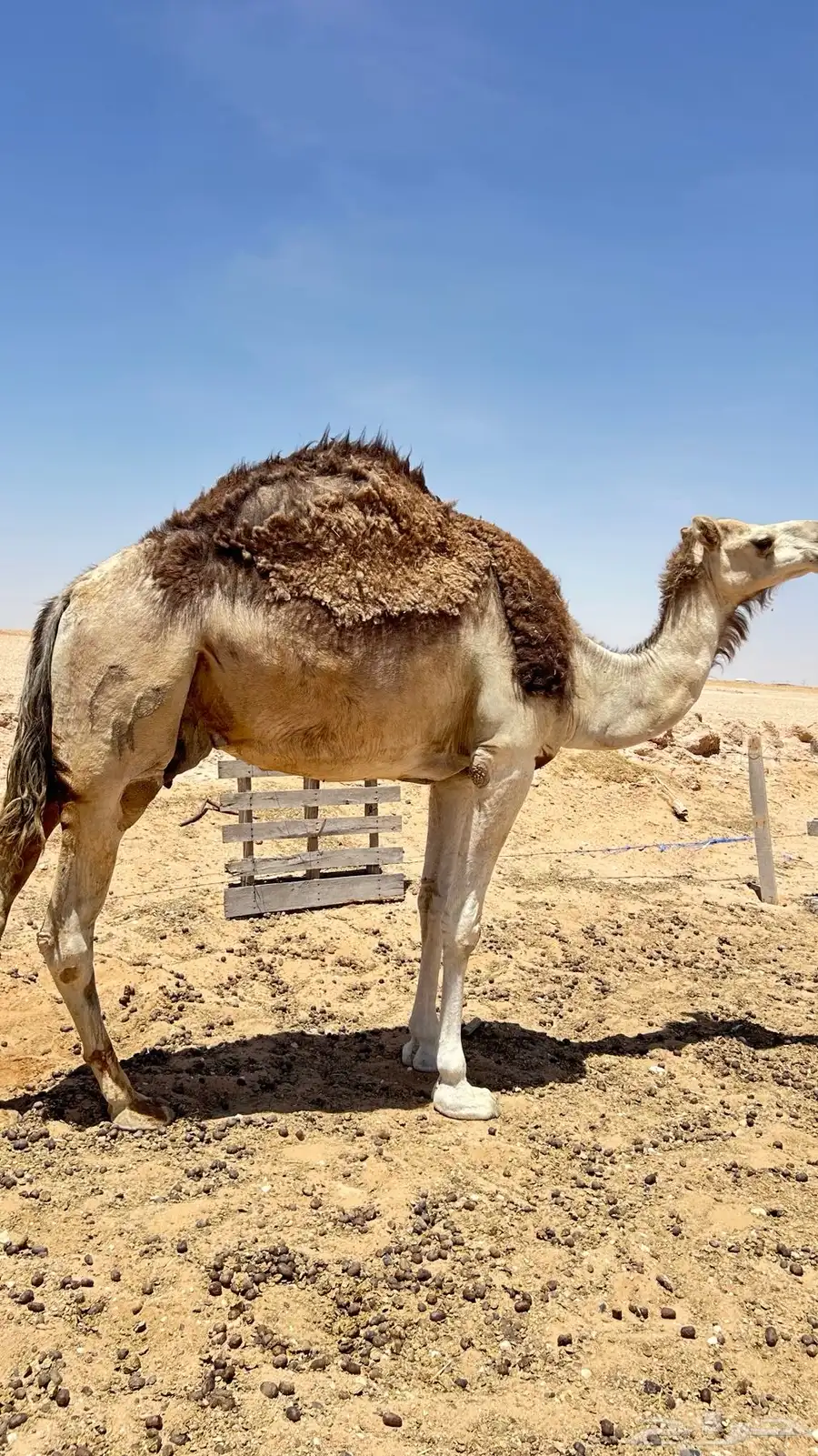 عشره تحتة قعود 1