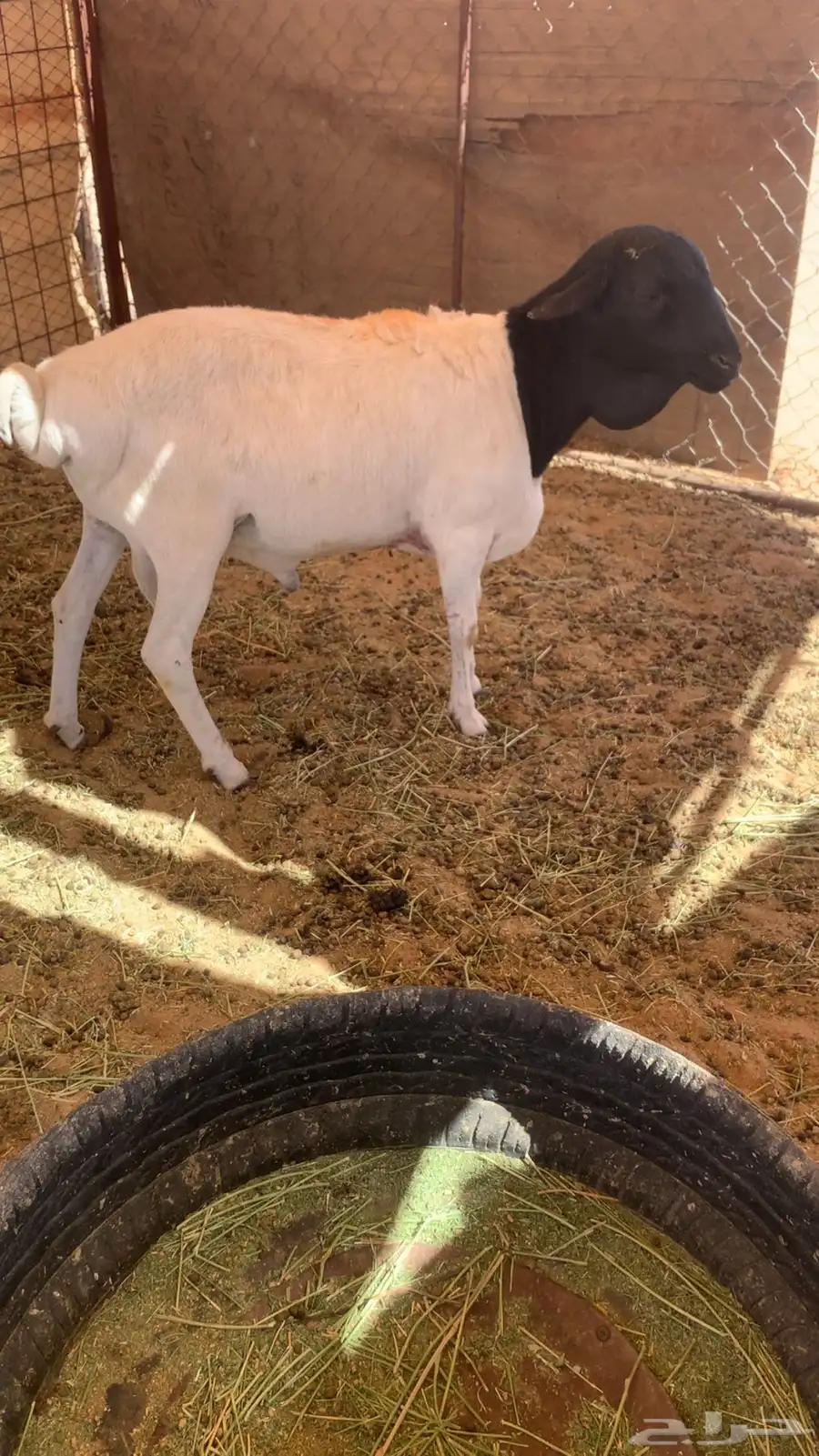 بربري جذع تربيه 4 شهور للبيع 0