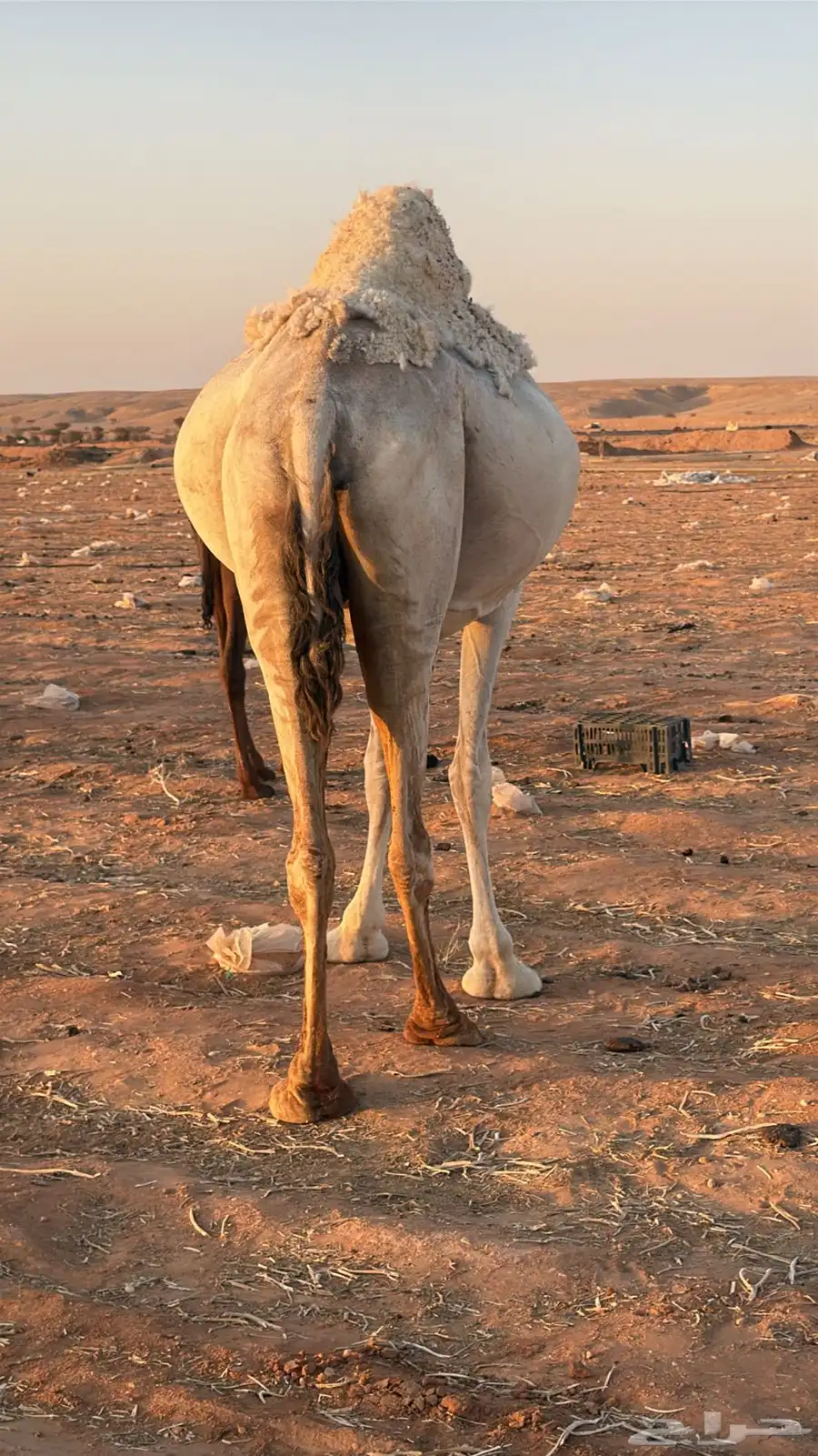 خلفه وضحا تحتها بكره 7