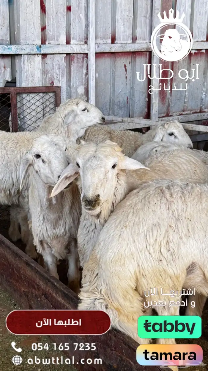 تمتعوا بعروض ابو طلال للذبائح المتواصلة 5