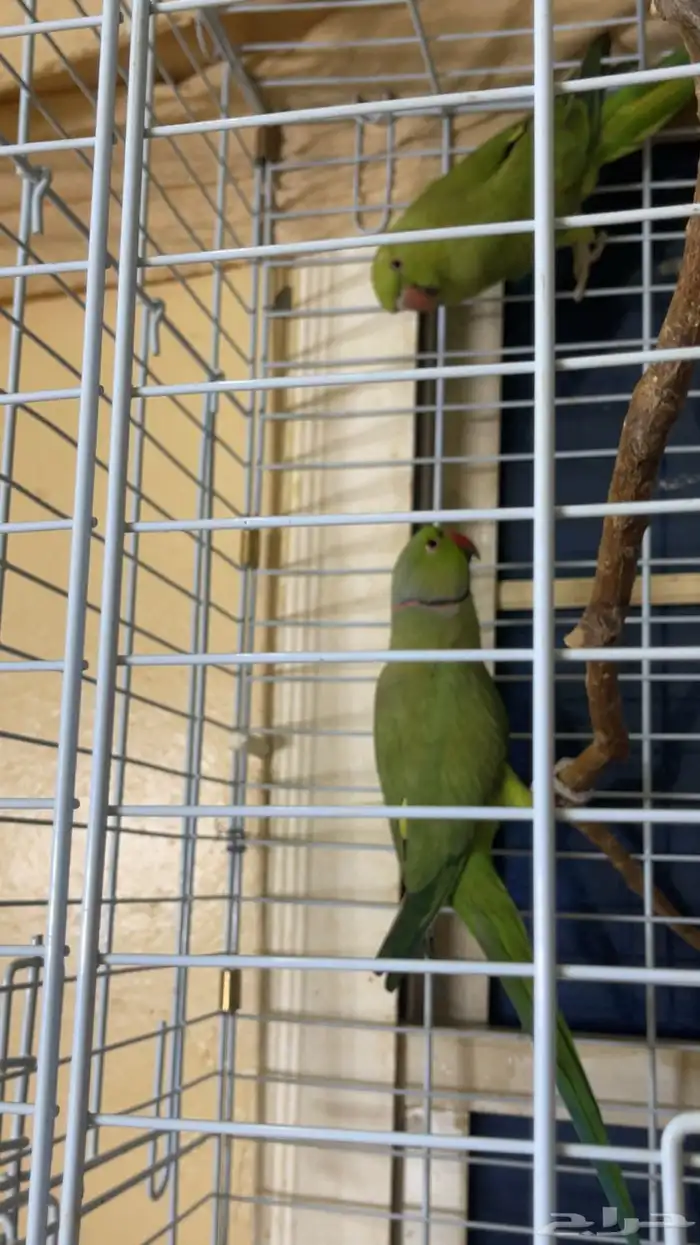 مجموعه طيور زينه 8