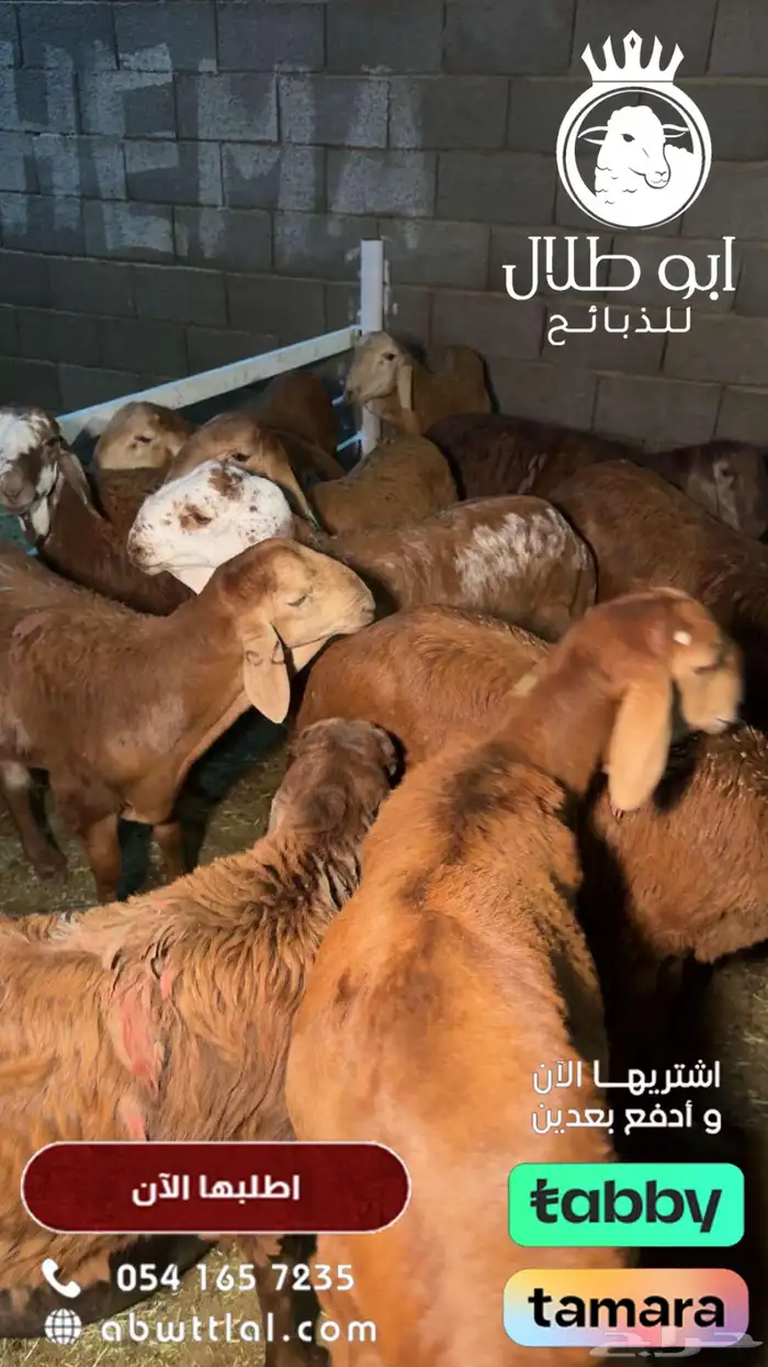 تمتعوا بعروض ابو طلال للذبائح المتواصلة 2