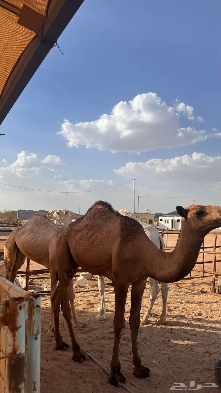 قعدان وبكار 0