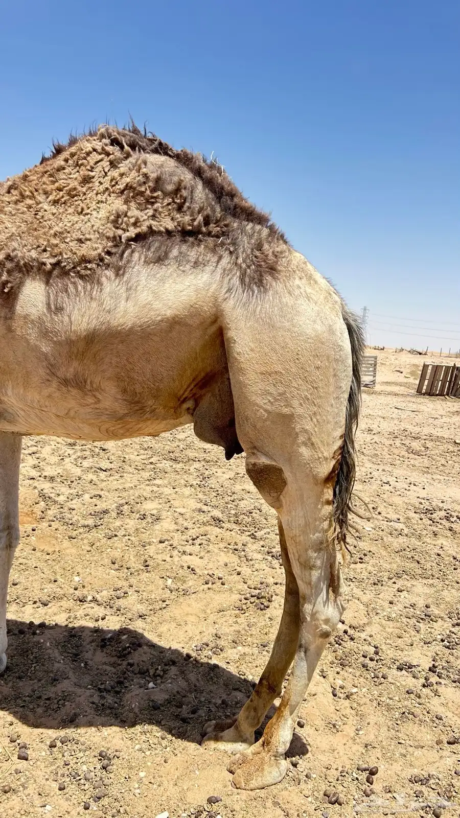 عشره تحتة قعود 4