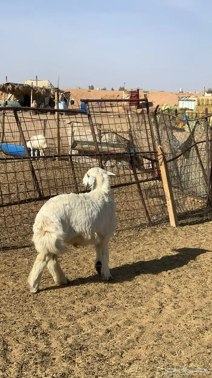 خروف حري تم البيع 1