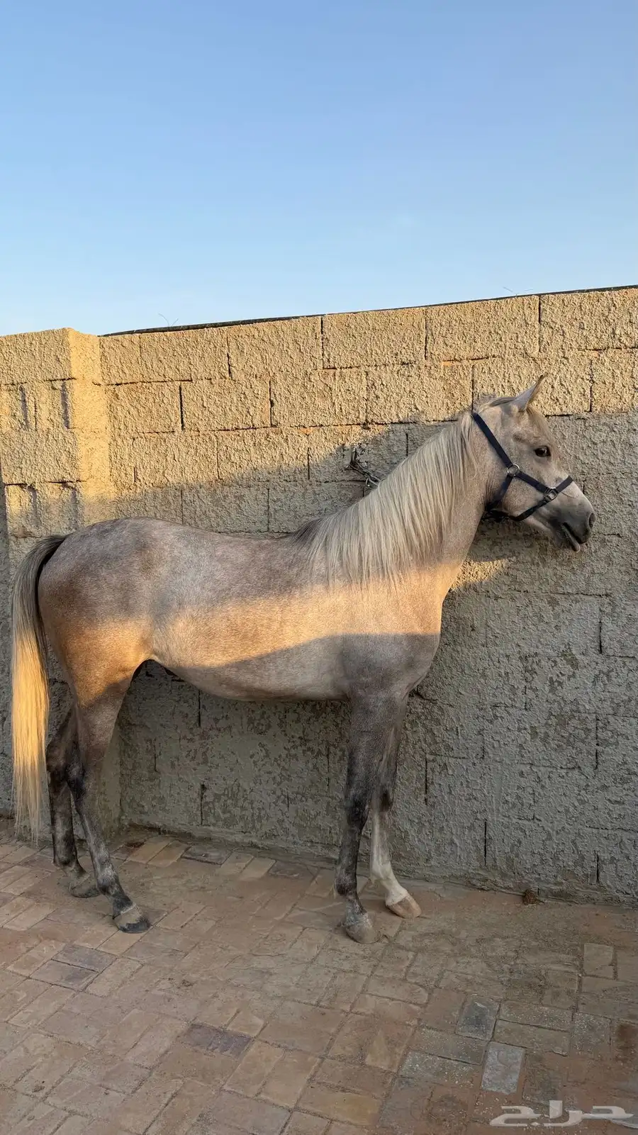 مهره واهو 0