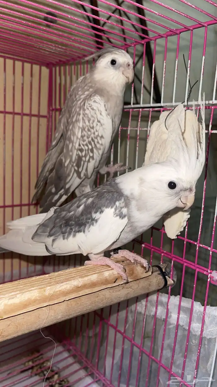 مجموعه طيور زينه 1