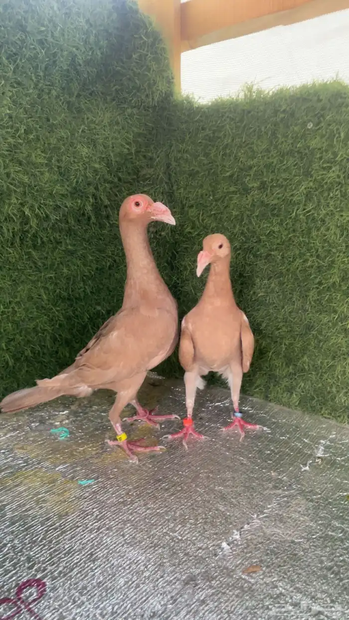 حمام بغدادي 1