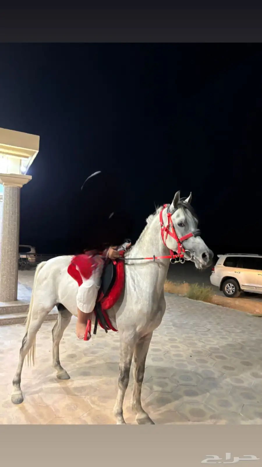 حصان شعبي 3