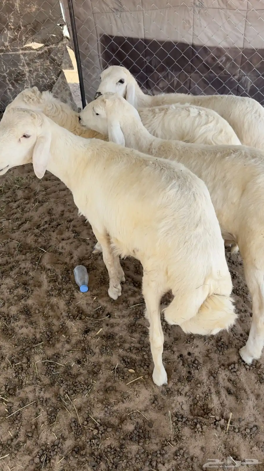 طليان كفو 0