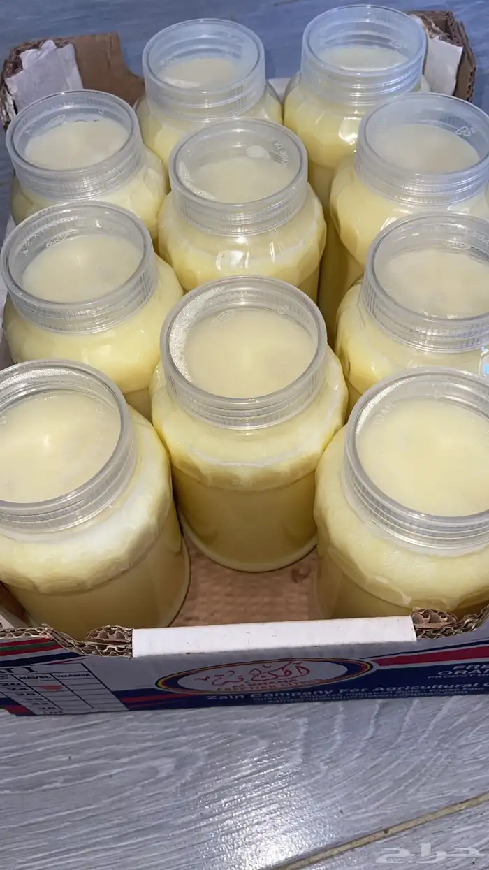 سمن غنم بري 0