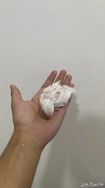 فرخ روز البينو عين حمراء 1