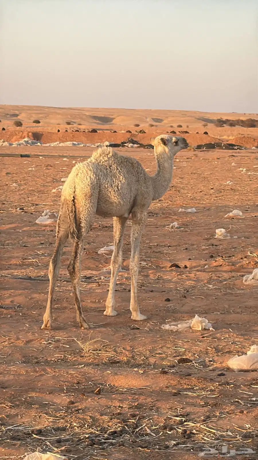 خلفه وضحا تحتها بكره 6