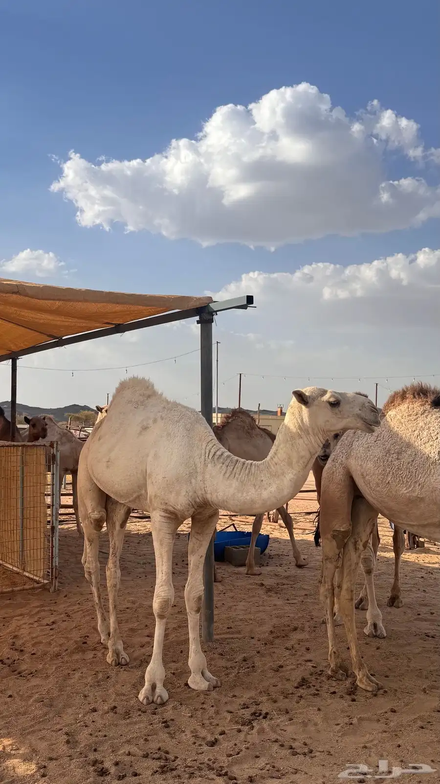 قعدان وبكار 4