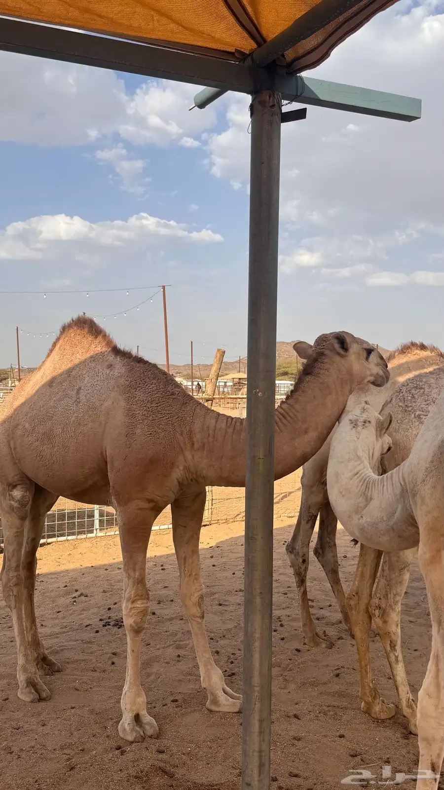 قعدان وبكار 3
