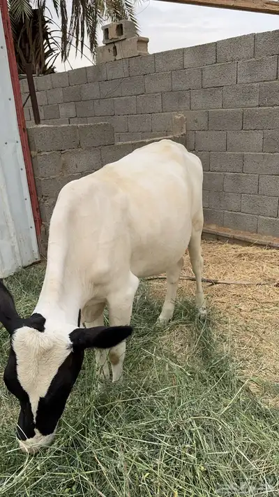 بقره للبيع 0