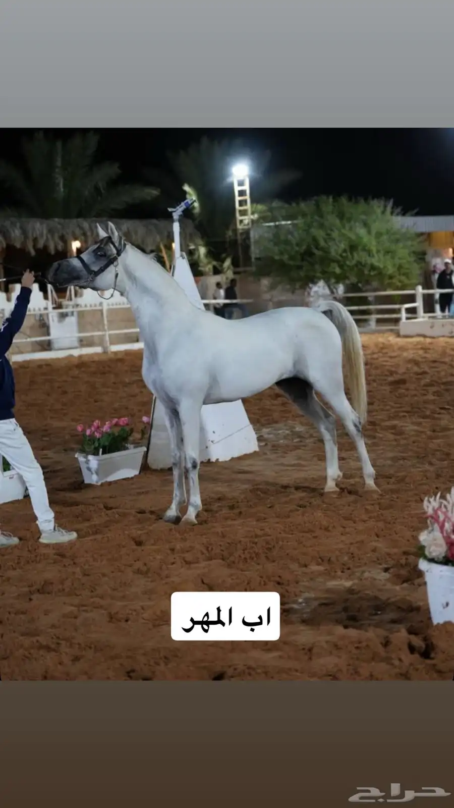 مهر عربي شعبي 3
