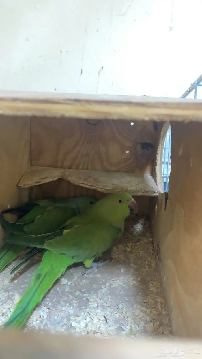 مجموعه طيور زينه 9