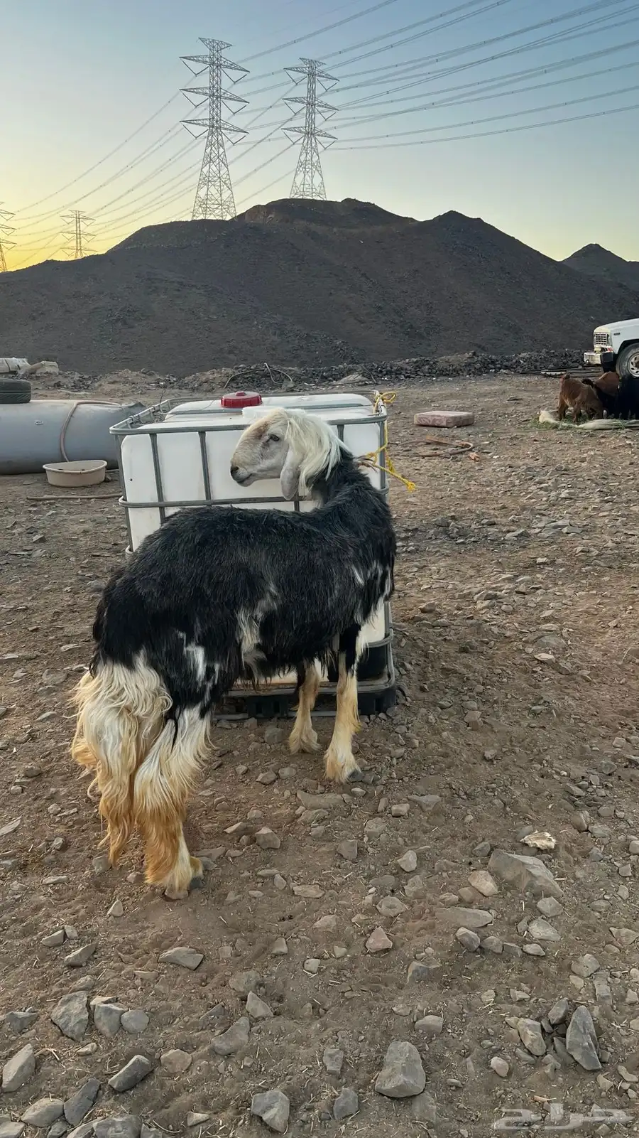 فحل نجدي شرط الموقع ضباء 3