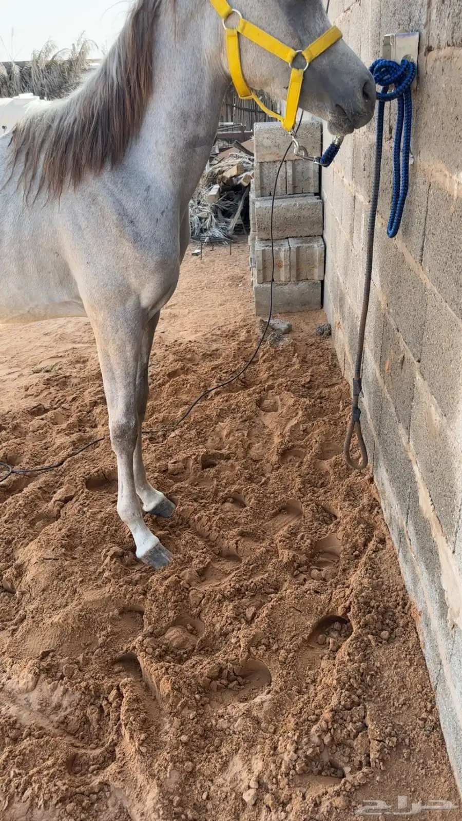 مهر. واهو. العمر 10 شهور. 2