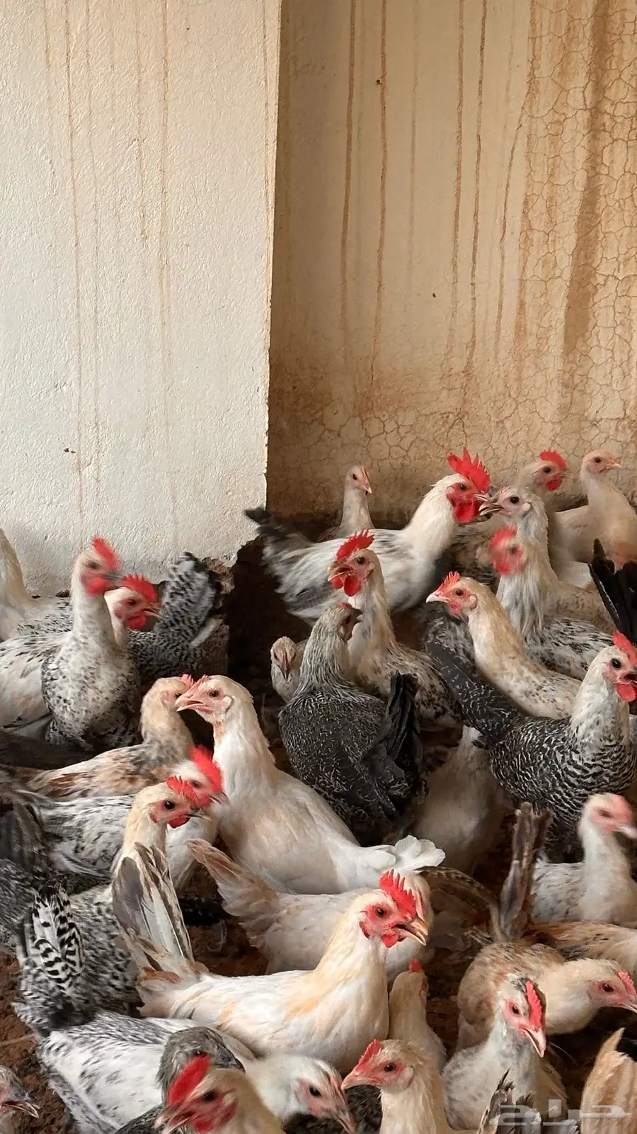 ديوك ودجاج جملة وتفريد بحالة وصحة ممتازة عمر من 4 الى 5 شهور 2