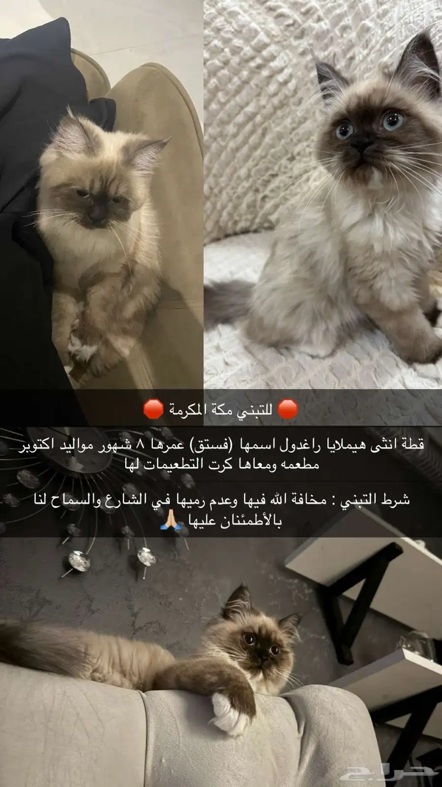 للتبني قطه راغدون انثى 0
