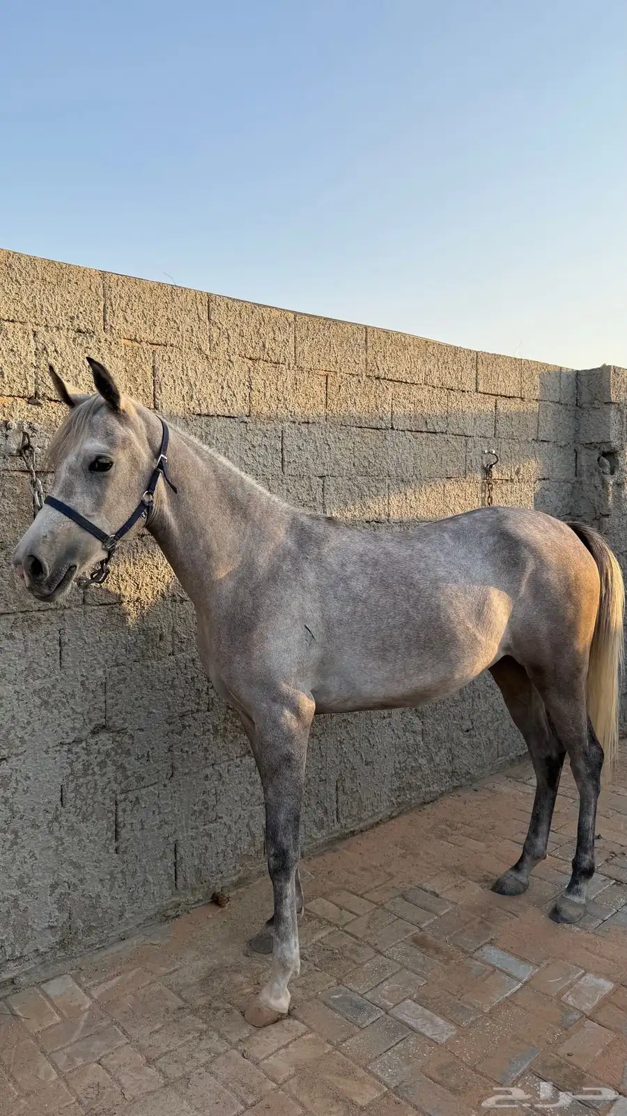 مهره واهو 1