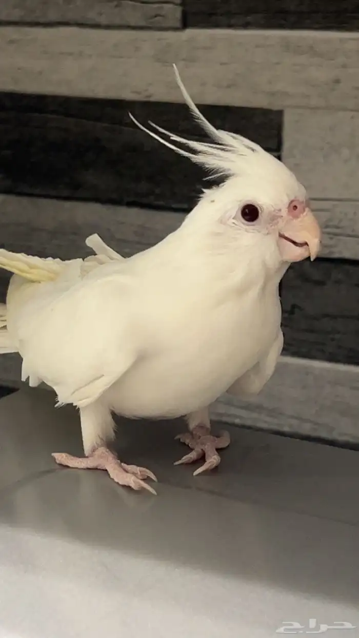 كروان البينو 0