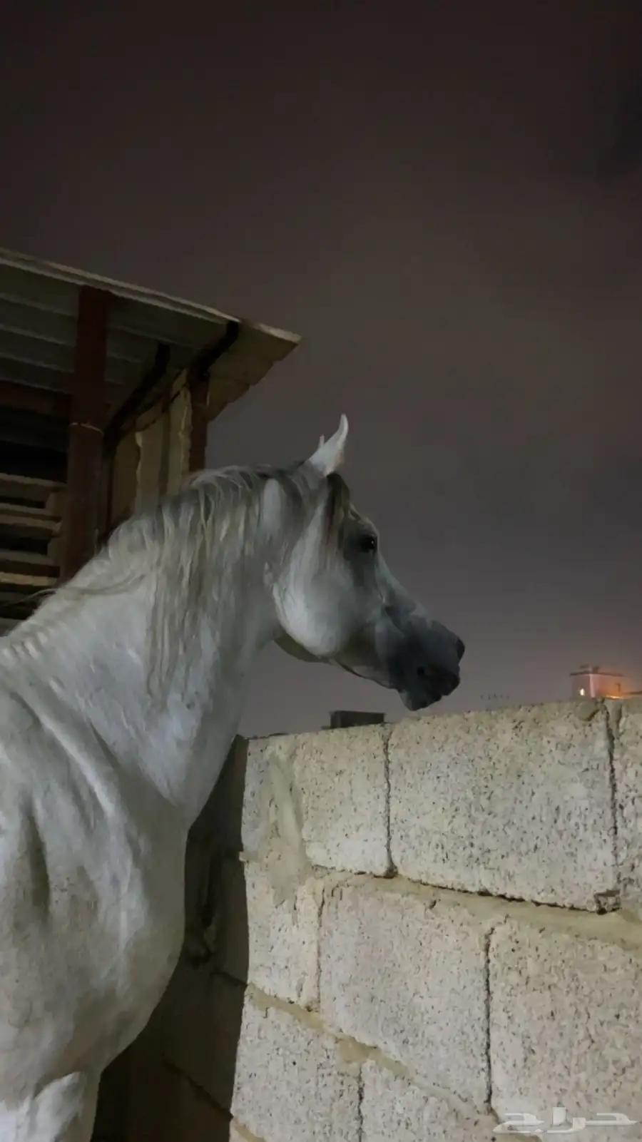 حصان عربي شعبي 1