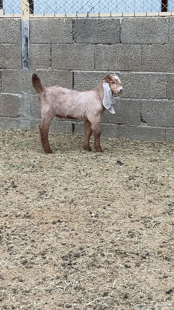 تيس مشروع فحل 2