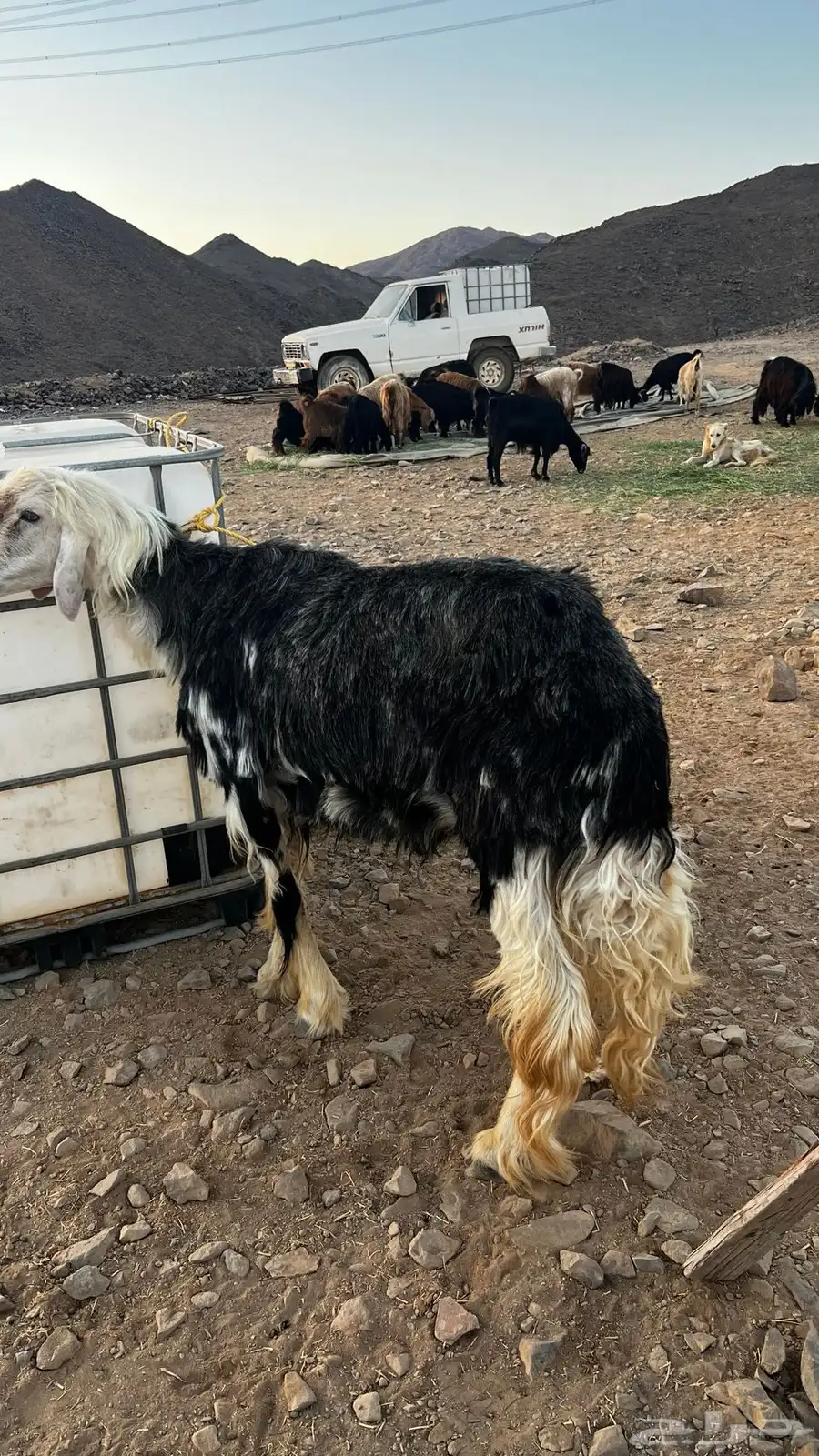 فحل نجدي شرط الموقع ضباء 0