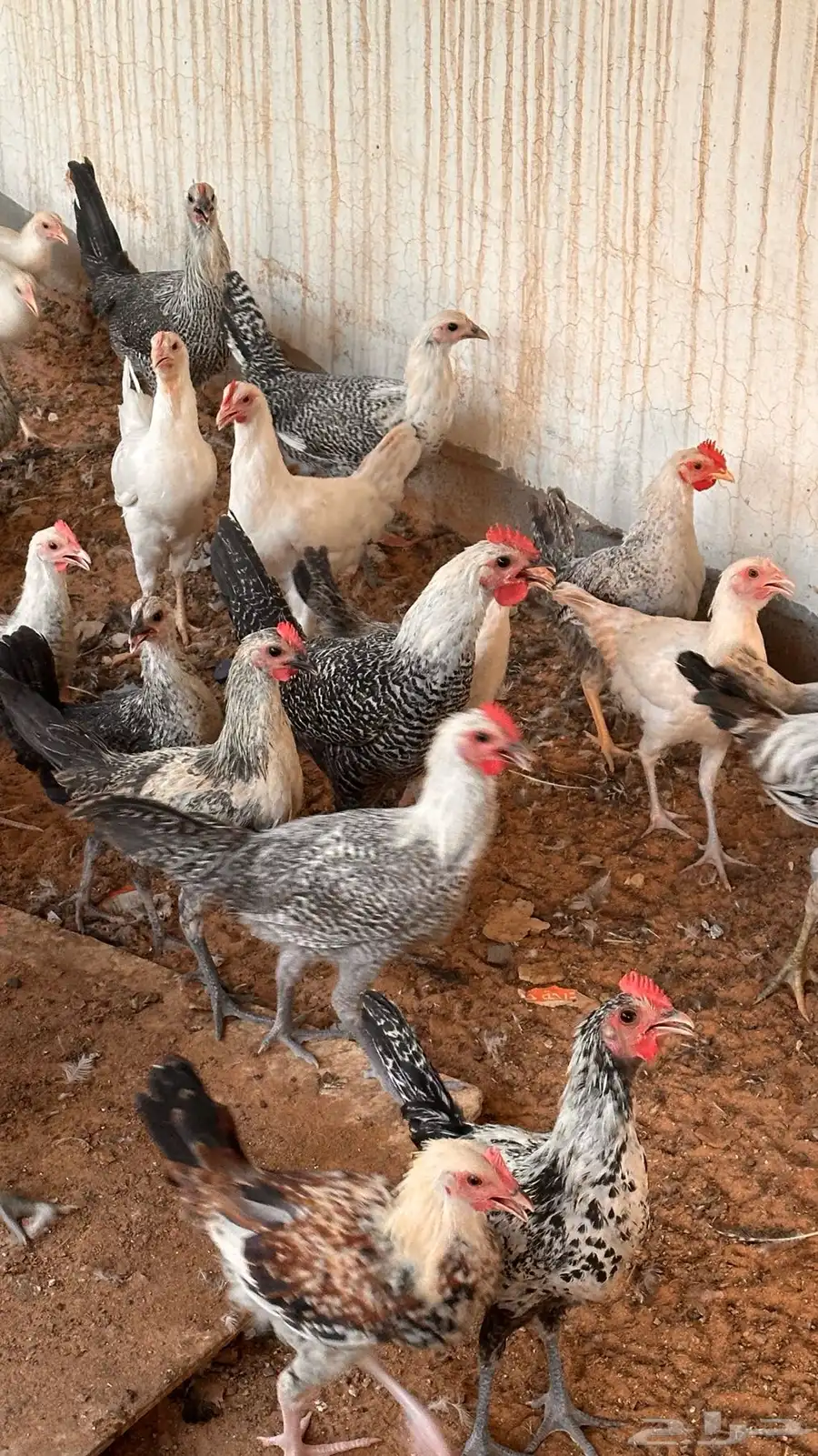ديوك ودجاج جملة وتفريد بحالة وصحة ممتازة عمر من 4 الى 5 شهور 1