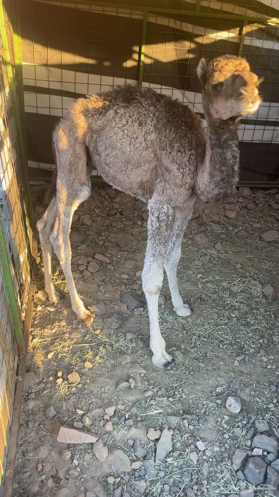 حوار 1