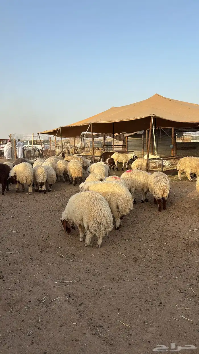 ذبايح حري ذبائح نعيمي ذبح وتوصيل 4