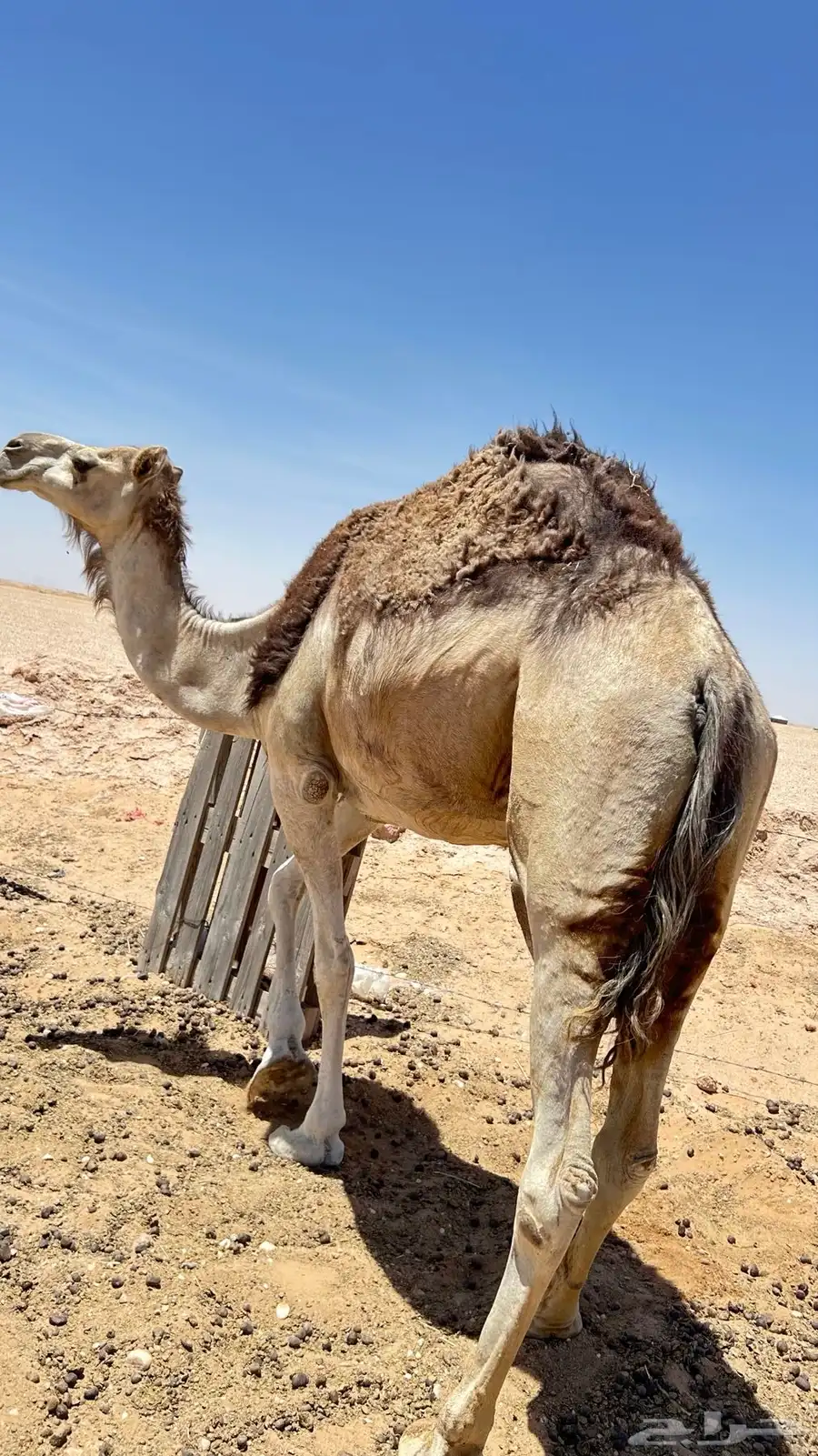 عشره تحتة قعود 0