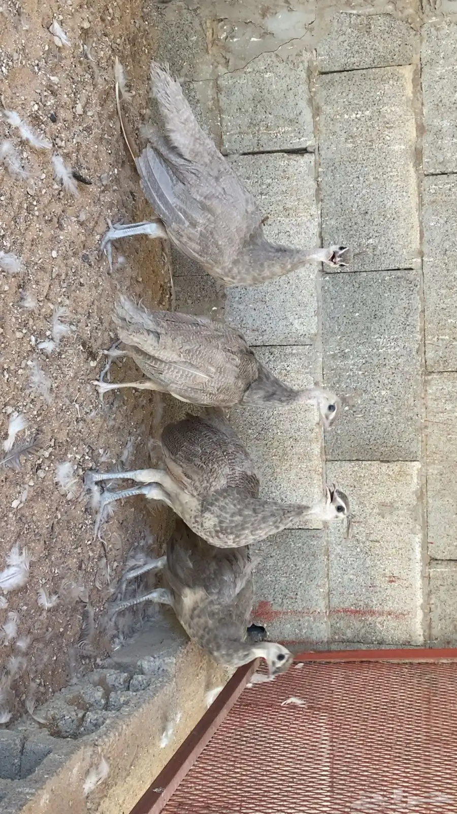 طاووس اوبال تم البيع 1