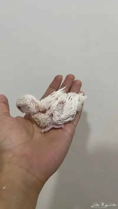 فرخ روز البينو عين حمراء 0