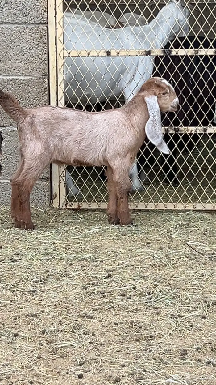 تيس مشروع فحل 3