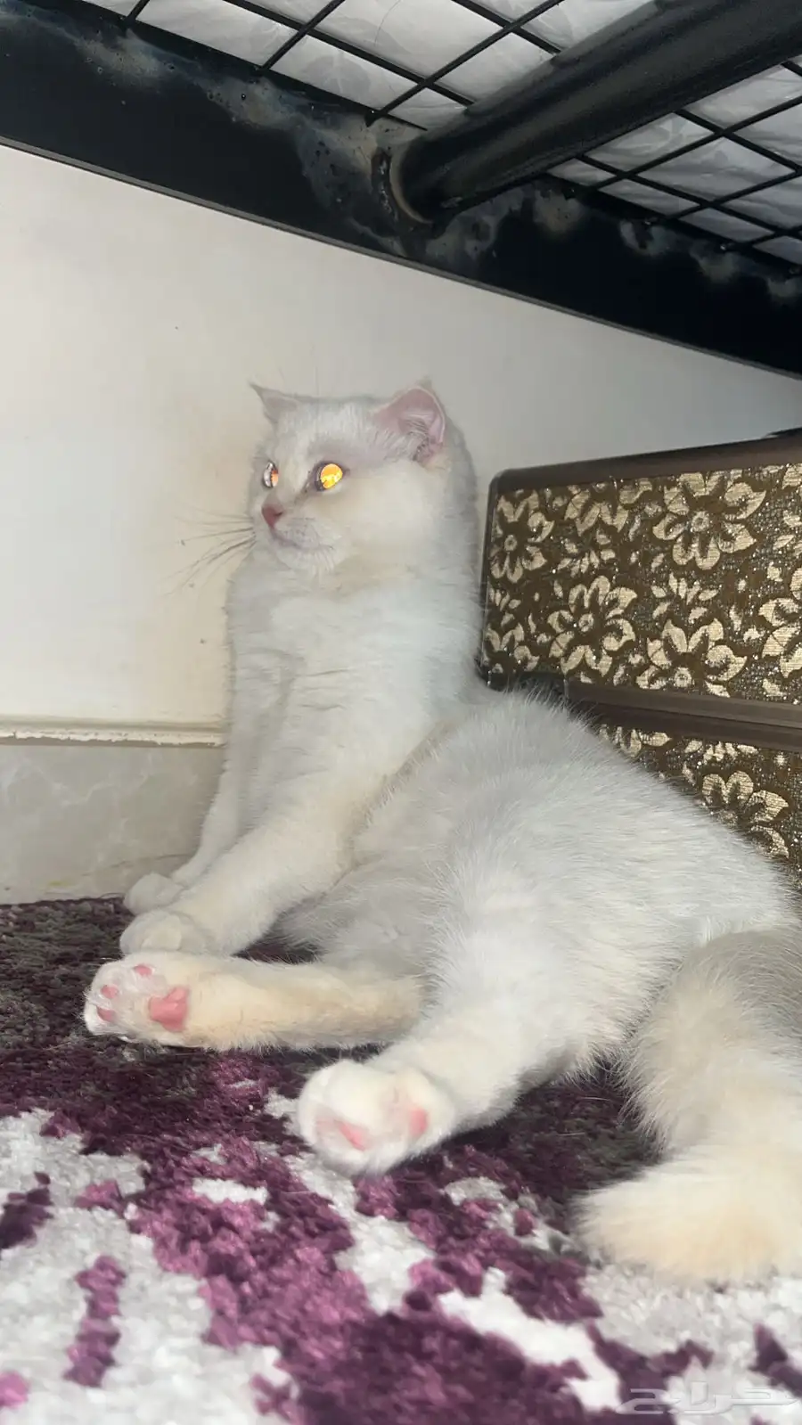 قطه للبيع 0
