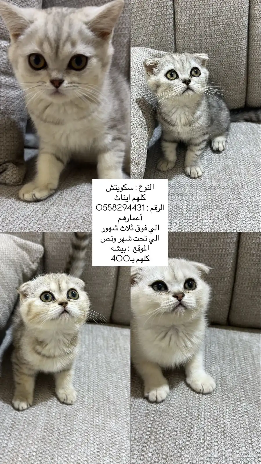 قطط سكوتيش 0