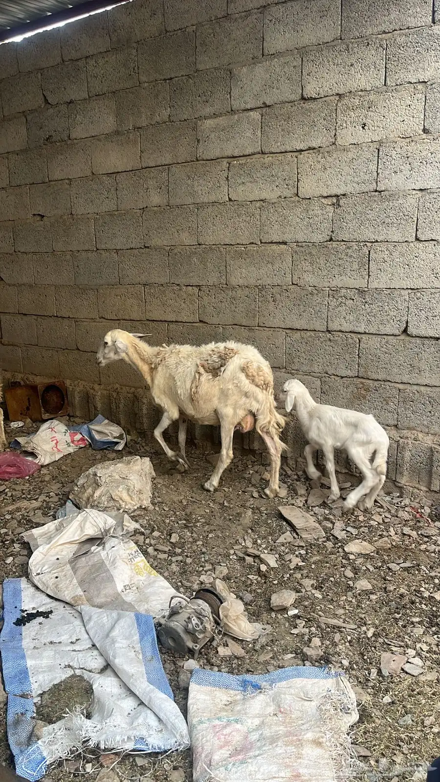 للبيع نعجه منتوجه تم البيع تم البيع 0