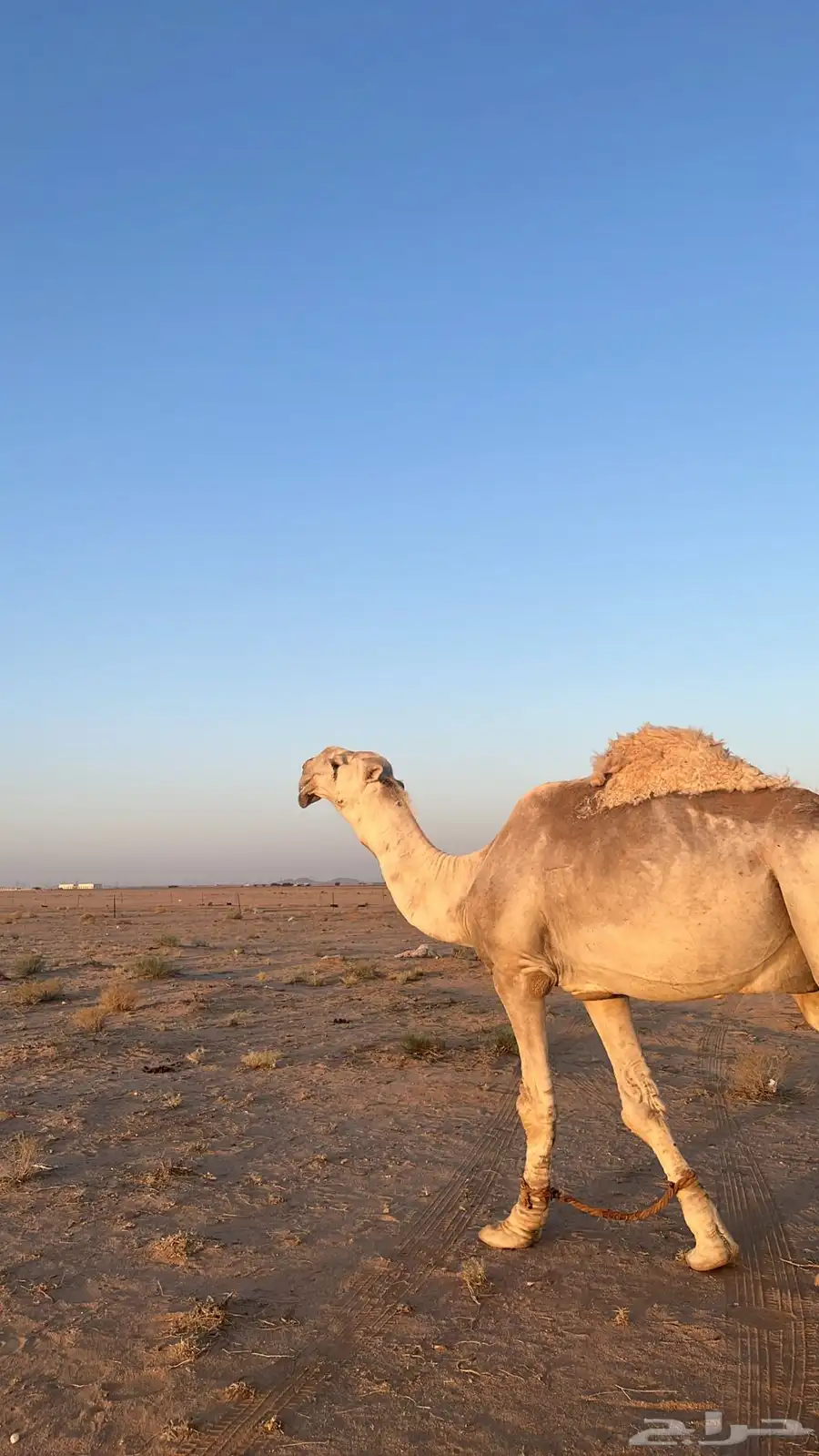 بعير ل البيع 0