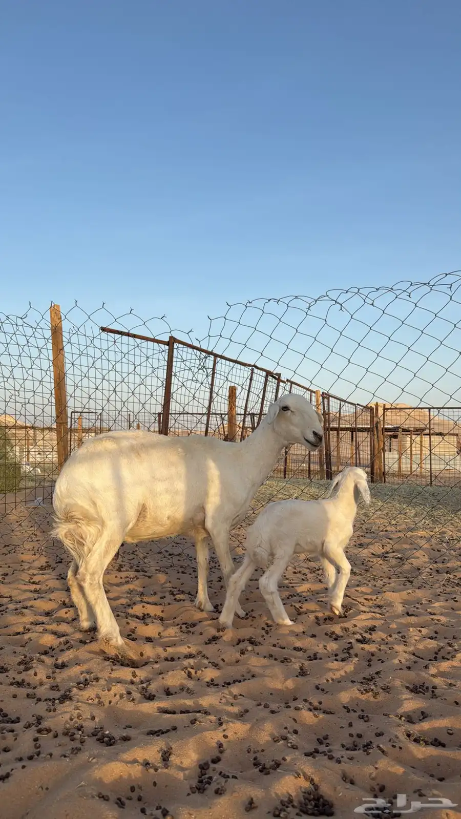 رغايث حريات طيبات مره 2