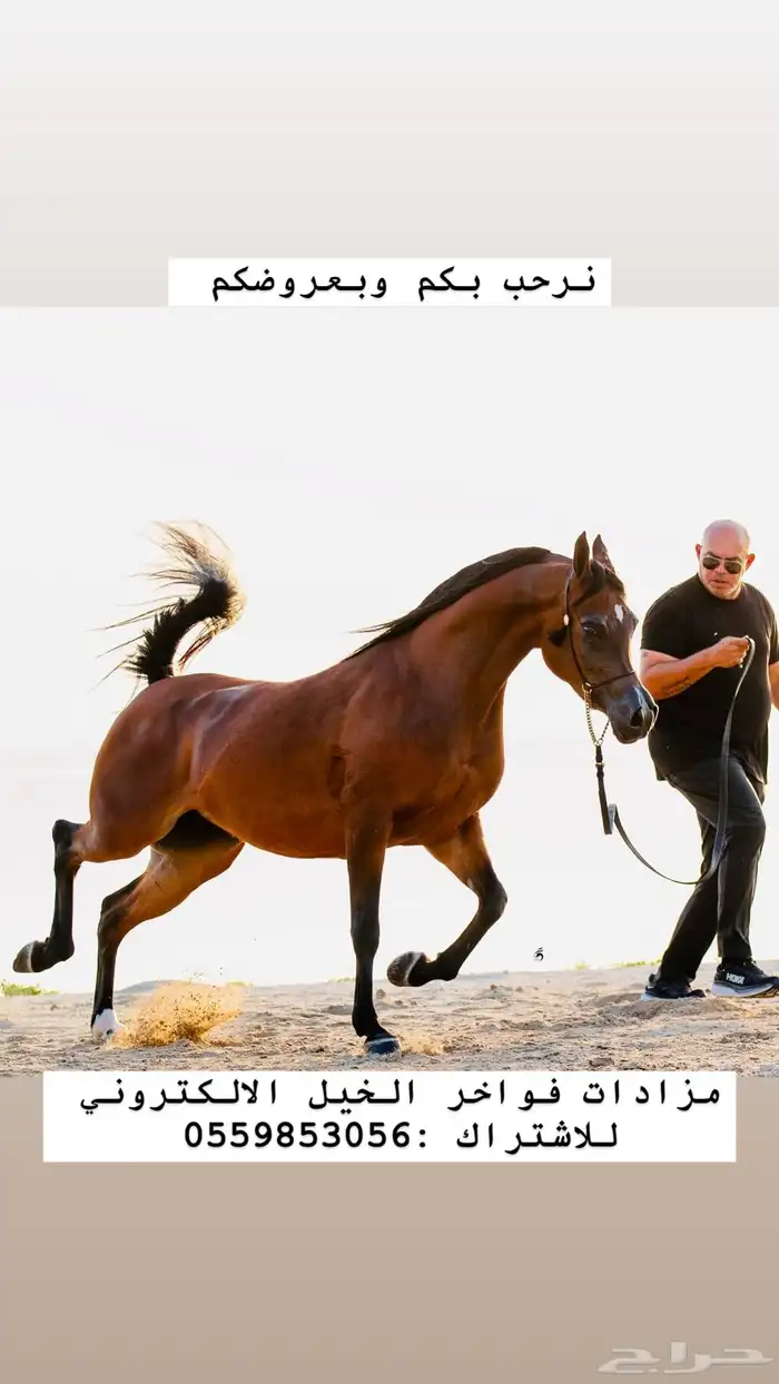 مزادات فواخر الخيل الالكتروني 0